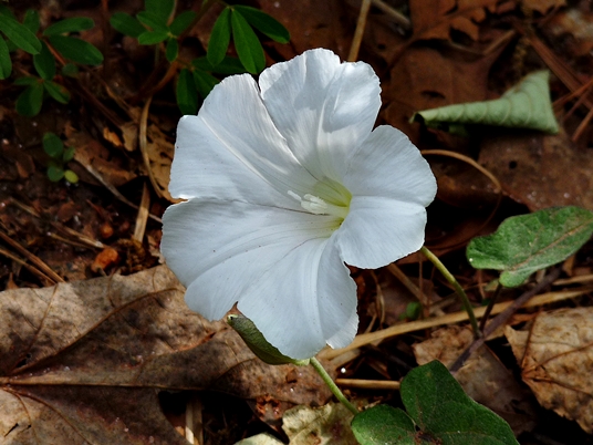 {Calystegia sericata}